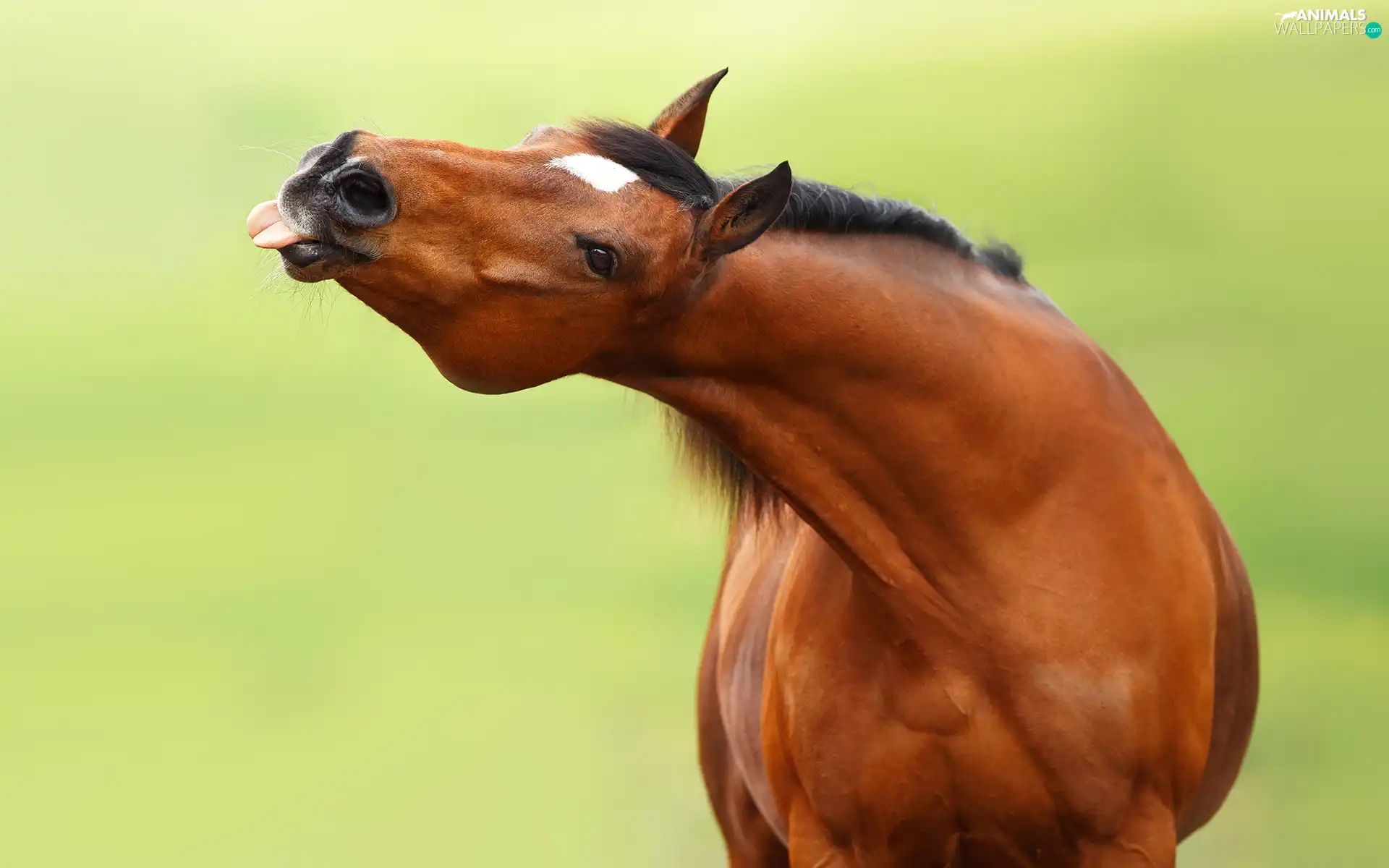 Tounge, maroon, Horse