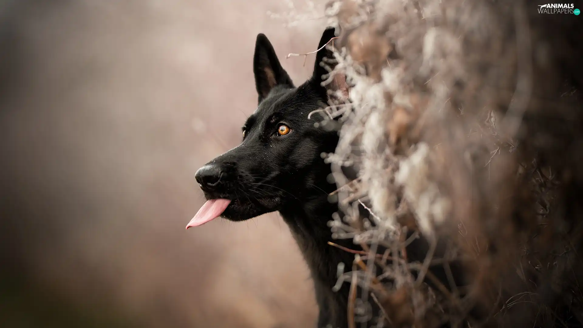 Tounge, Black German Shepherd Dog, fuzzy, muzzle, dog, Plants, background