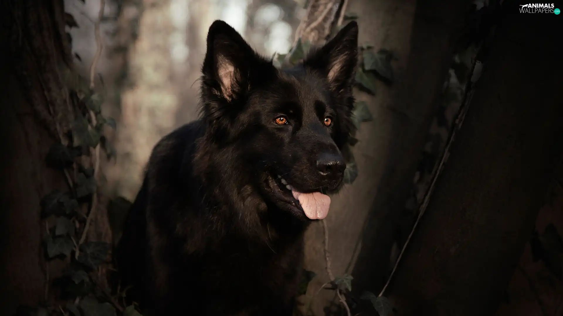 Tounge, Black German Shepherd Dog, viewes, muzzle, dog, trees, Plants