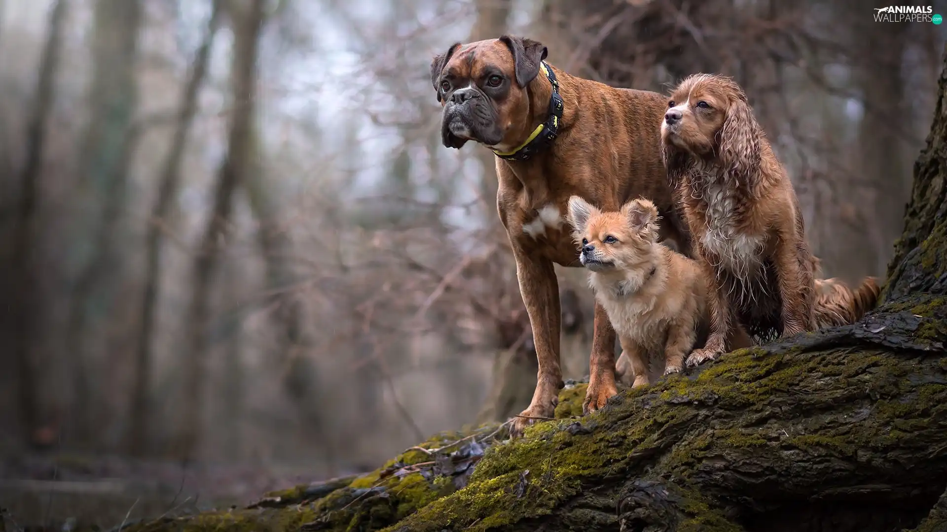 trees, Dogs, boxer