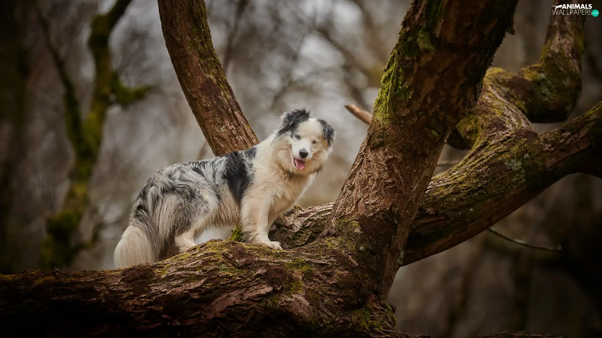 dog, trees, branches, Australian Shepherd