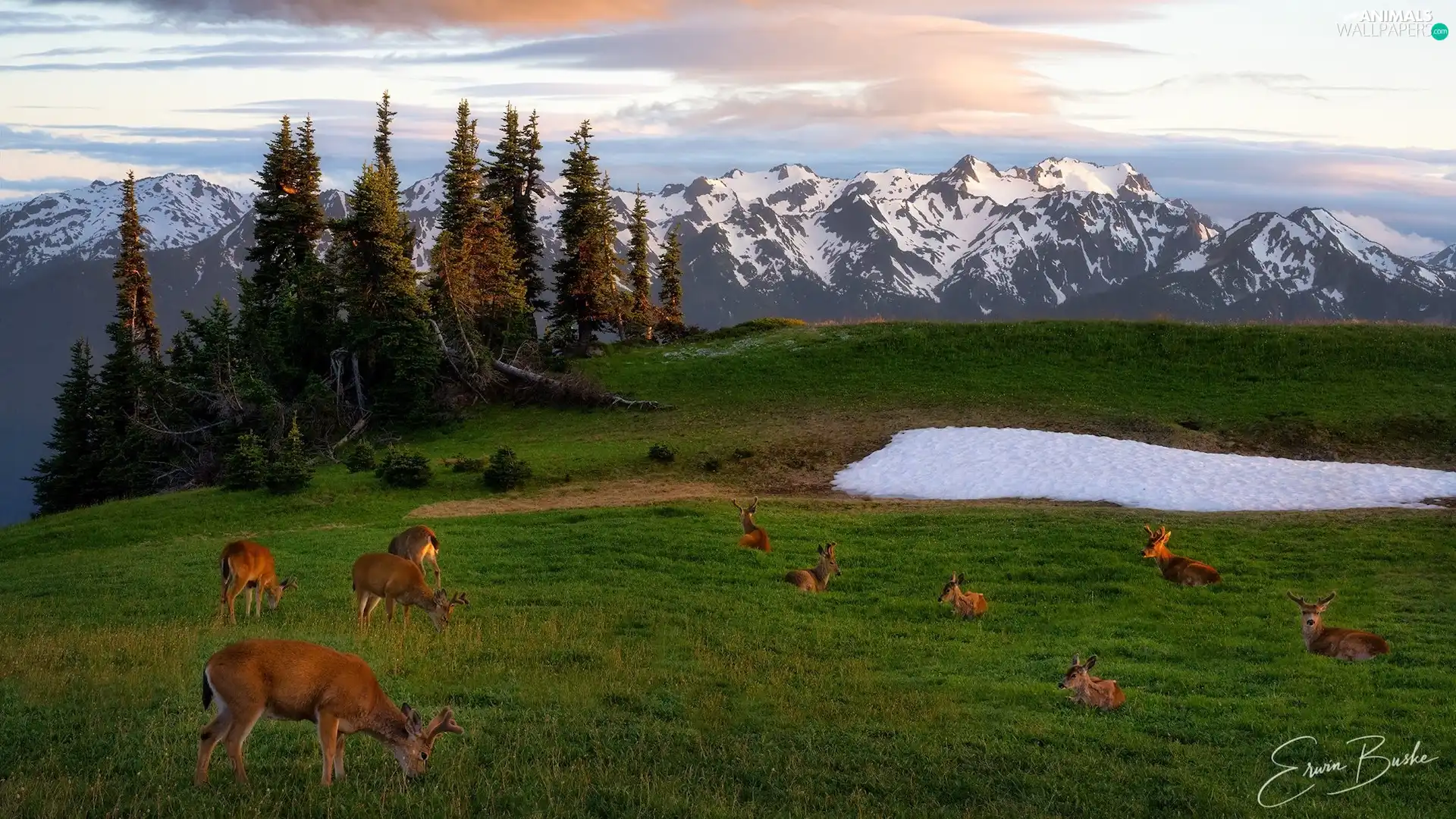 deer, deer, Olympic National Park, viewes, trees, Washington State, car in the meadow, Mountains, The United States, snow, peaks, Snowy