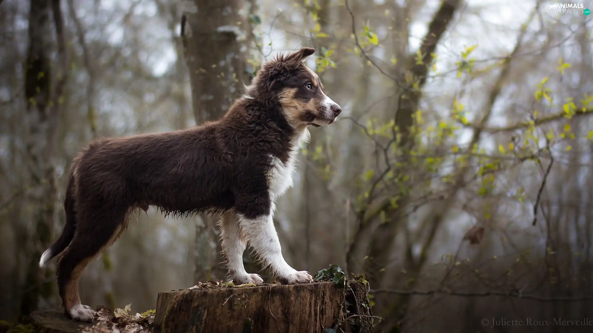 Australian Shepherd, dog, trees, viewes, trunk, Puppy