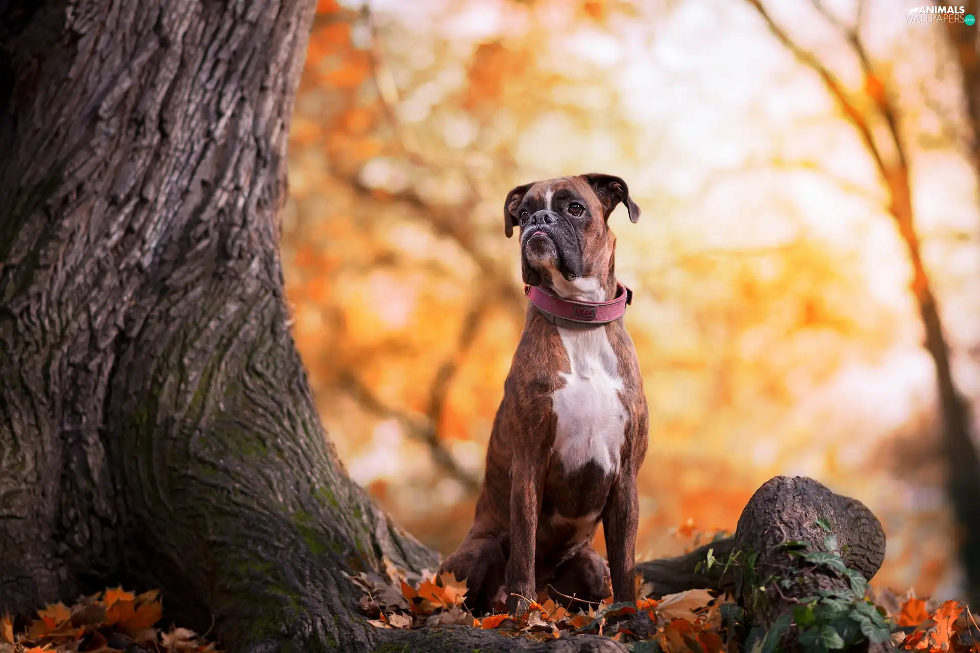 dog, trunk, trees, boxer