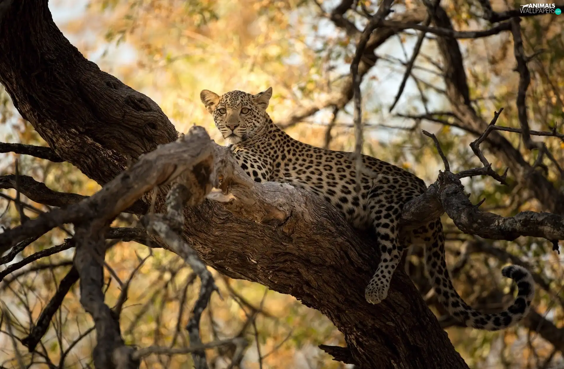 trees, lying, Leopards