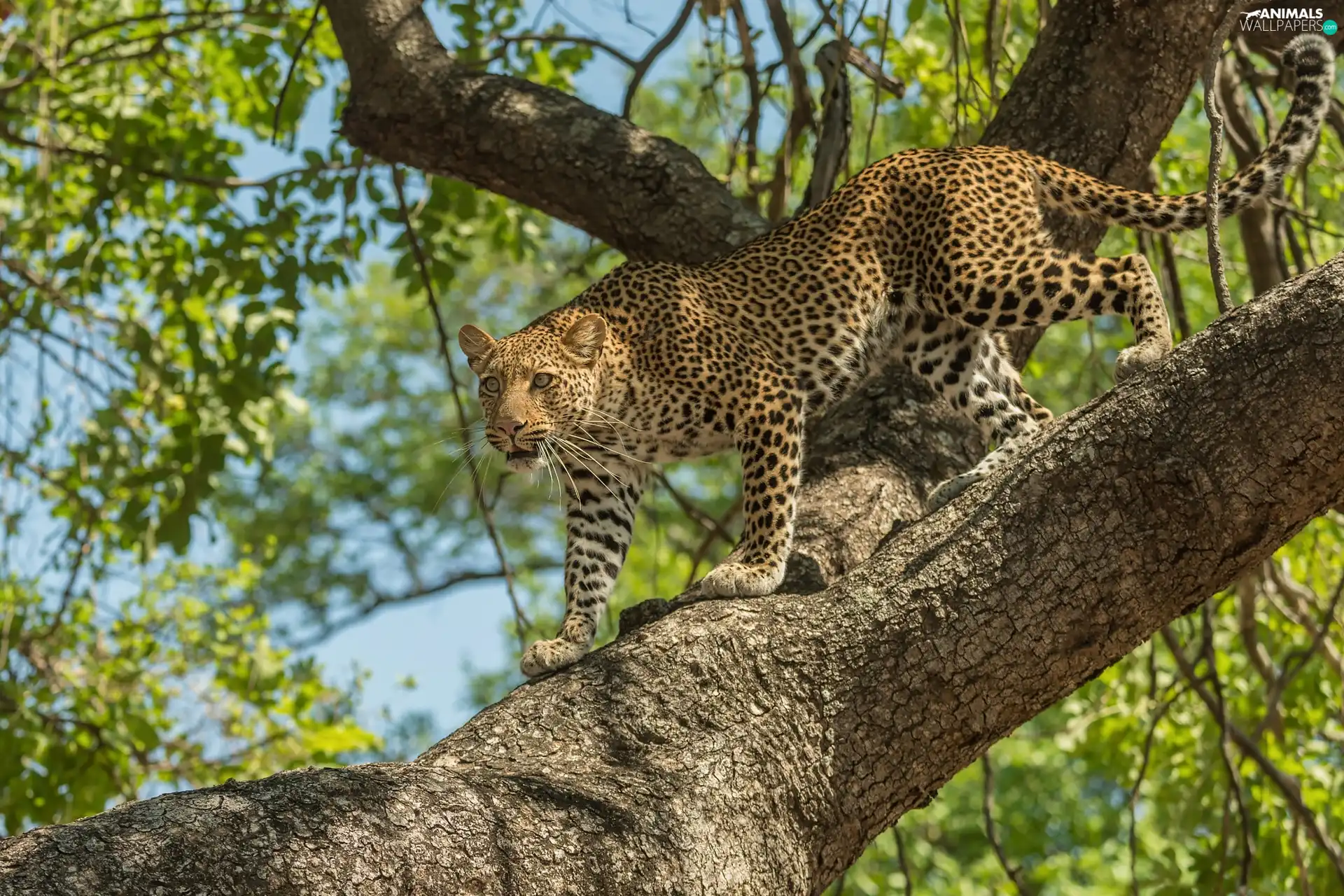 trees, standing, Leopards