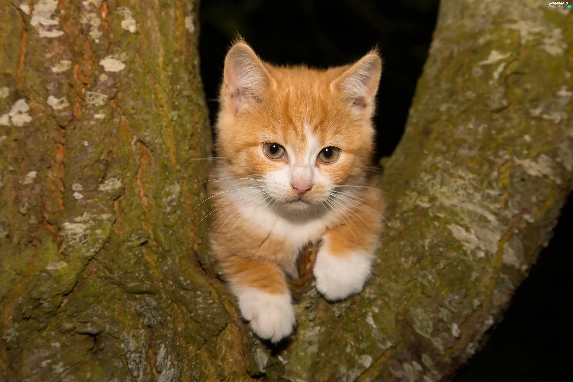 small, kitten, trees, ginger