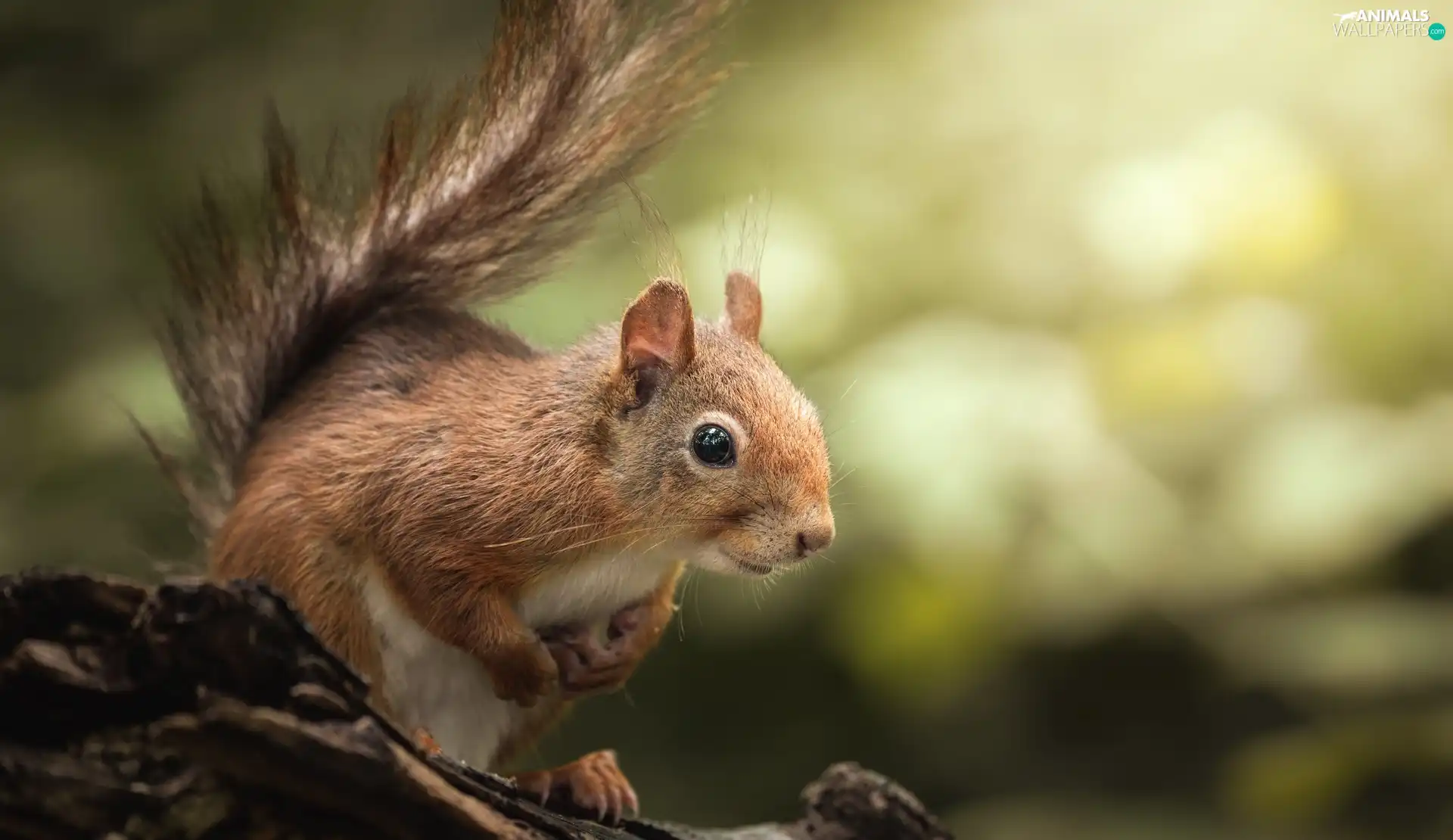 Ginger, trunk, blurry background, squirrel