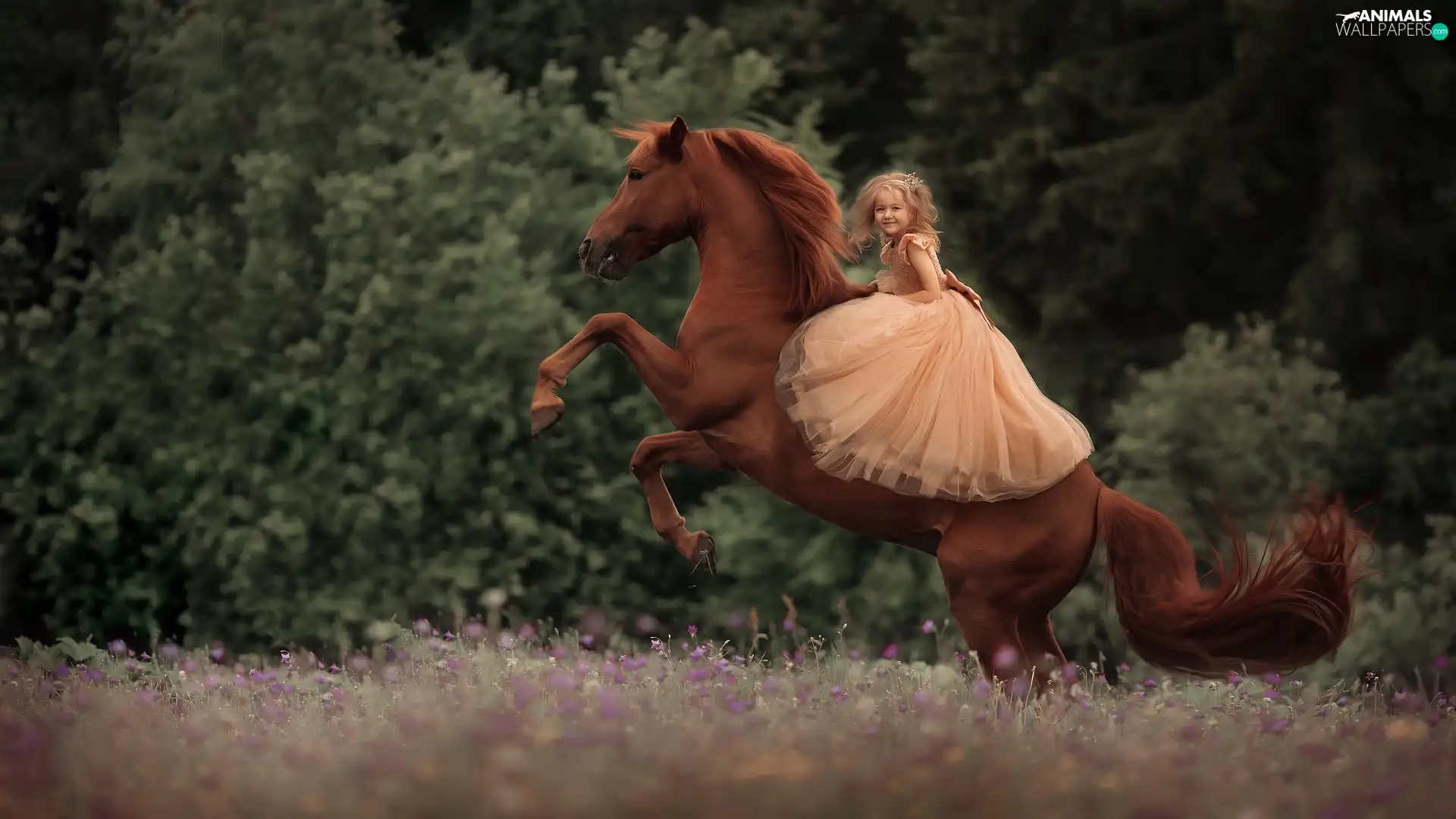 girl, dress, Horse, tulle