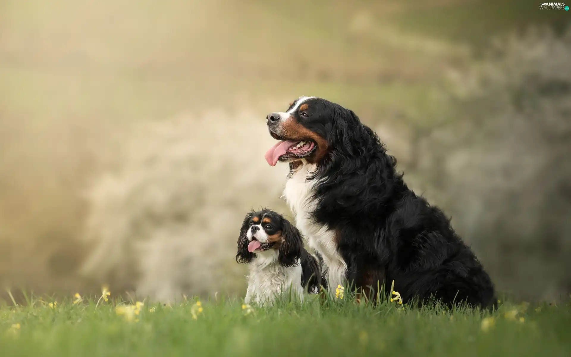 Two cars, King Charles Spaniel, Bernese Mountain Dog, Dogs