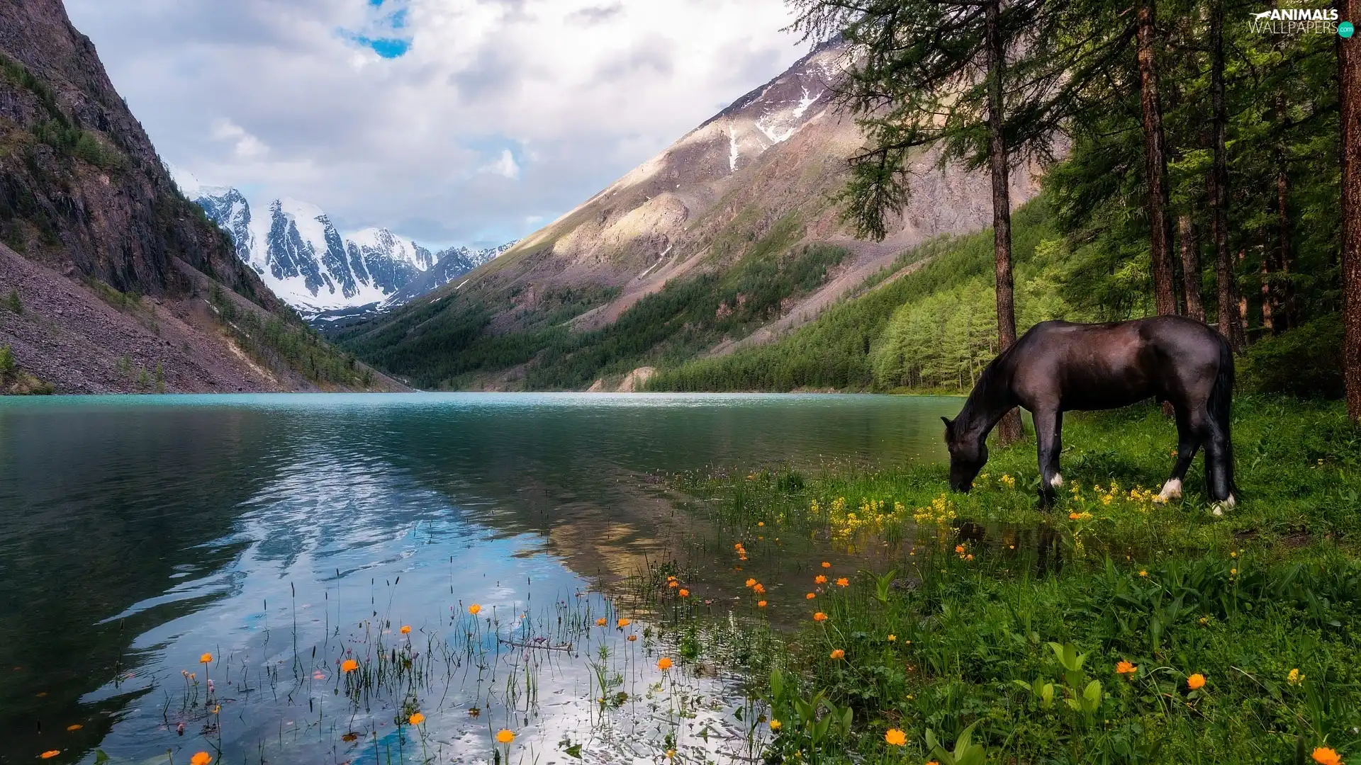 Horse, Mountains, trees, viewes, Flowers, lake
