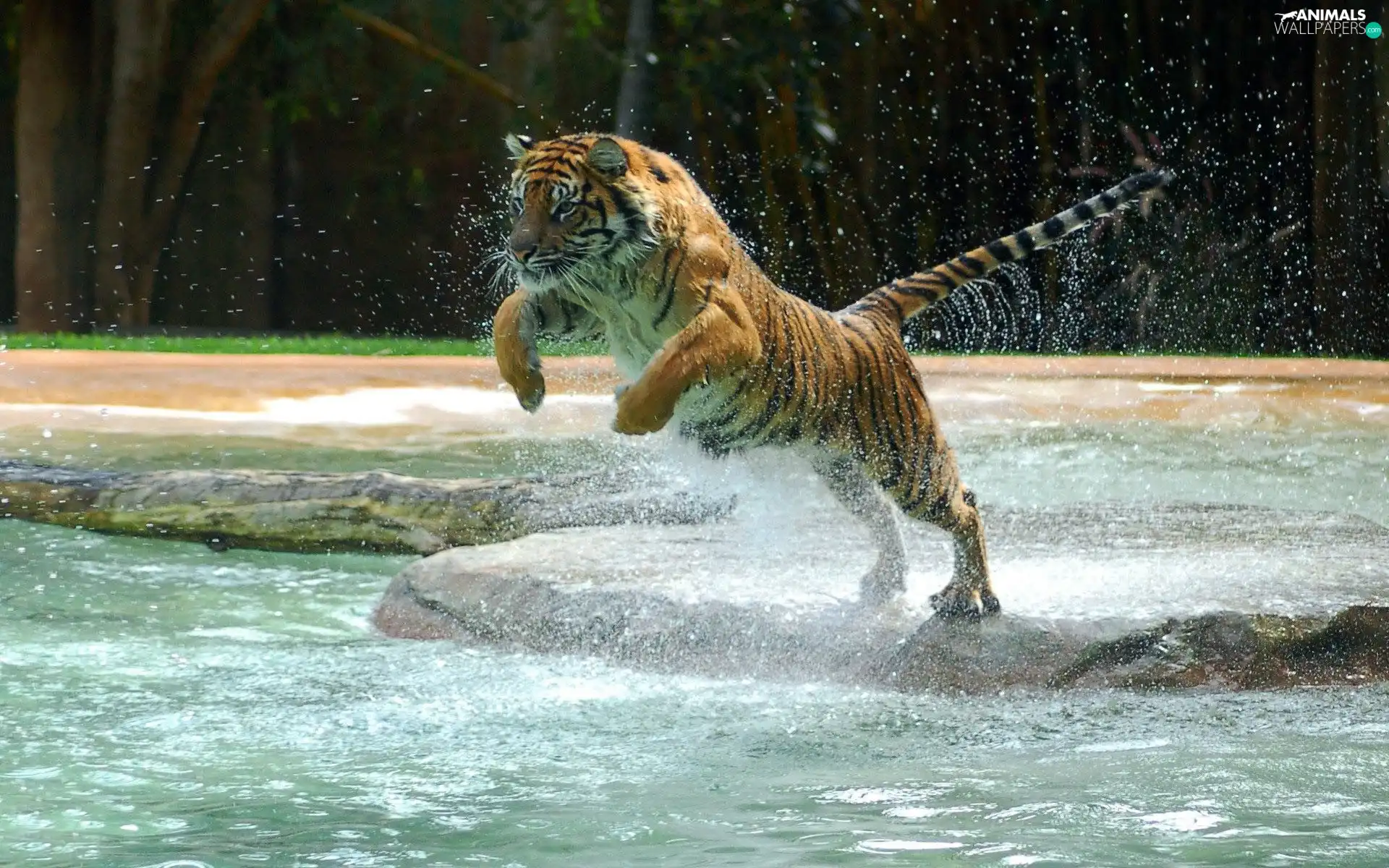 water, tiger, jump
