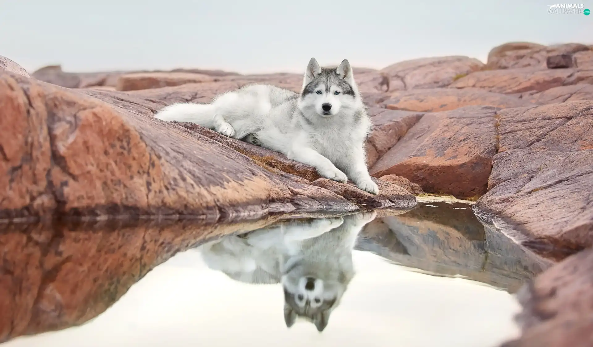 Siberian Husky, lying, water, reflection, Rocks, dog