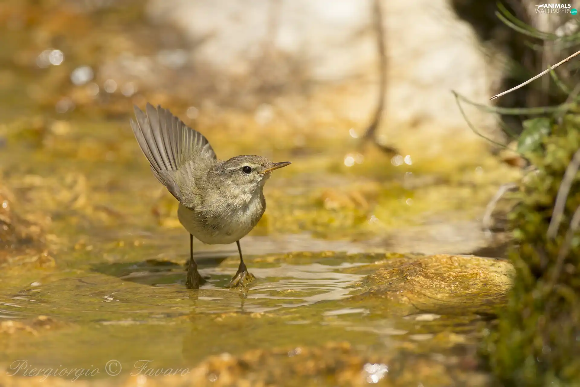 water, Bird, primrose
