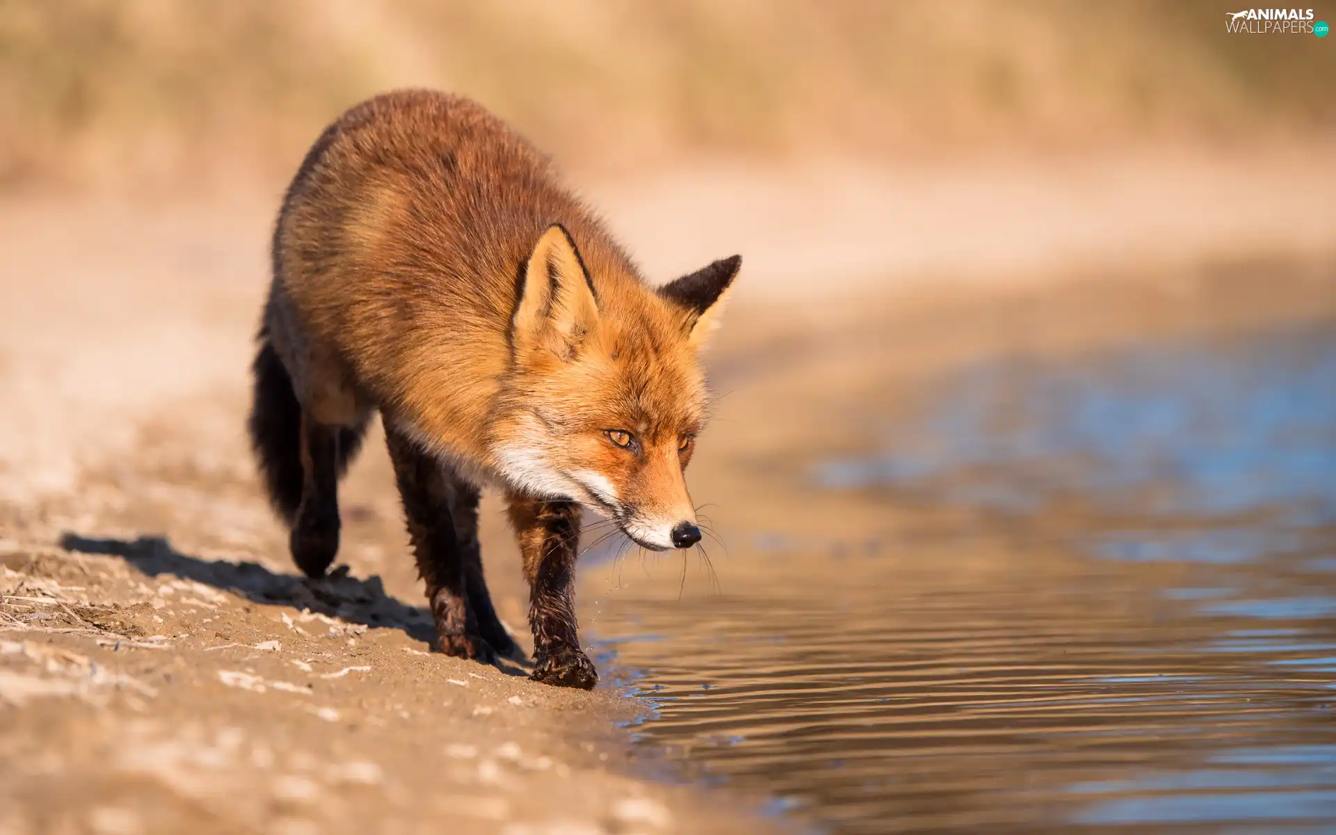 water, Fox, Sand