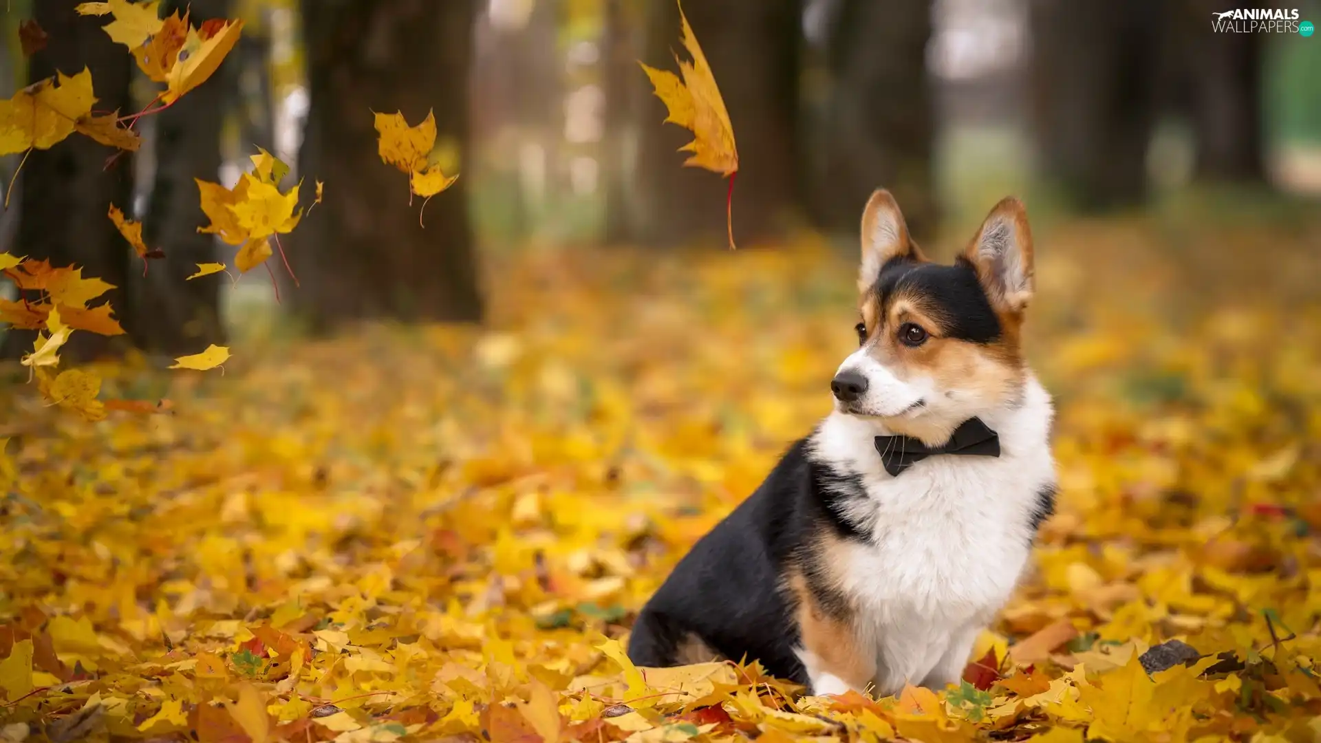 Leaf, dog, Welsh corgi cardigan