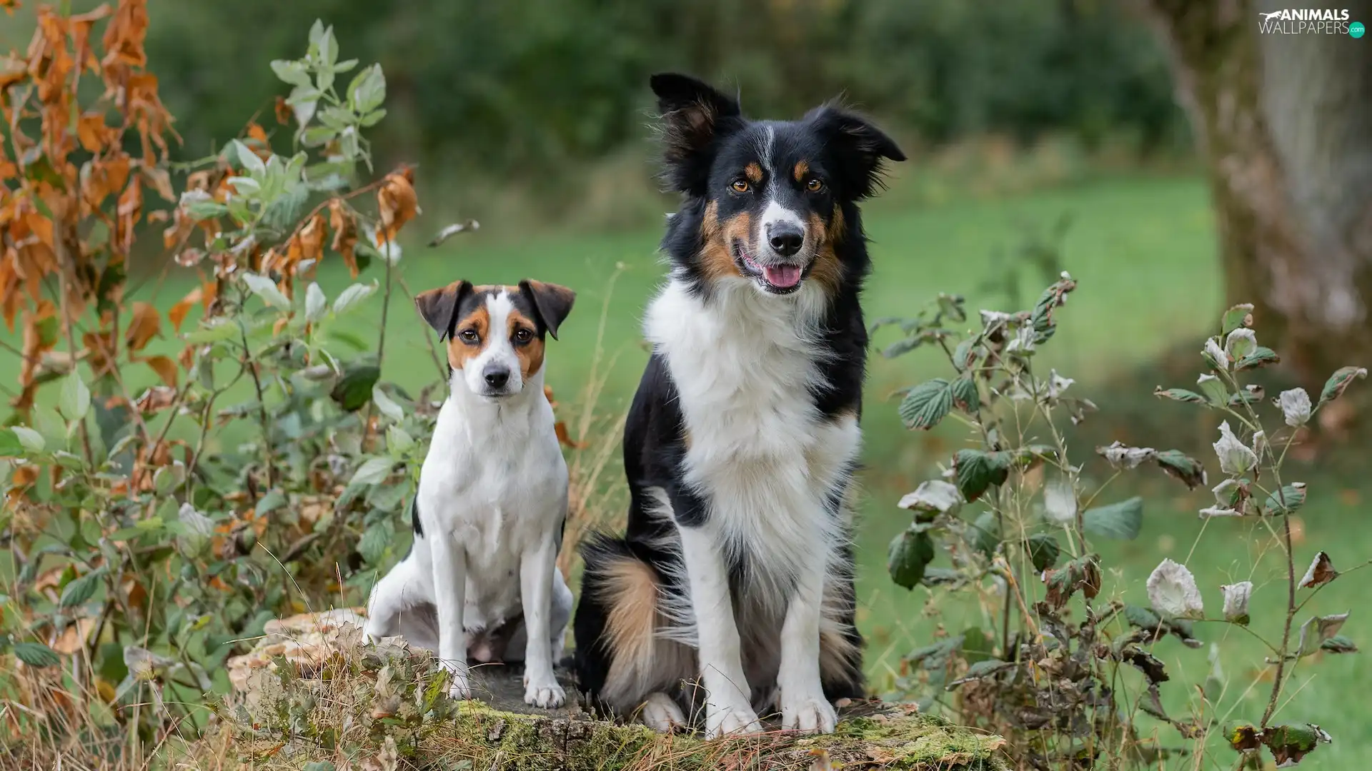 White-brown, Two cars, black and white, Border Collie, dog, Dogs