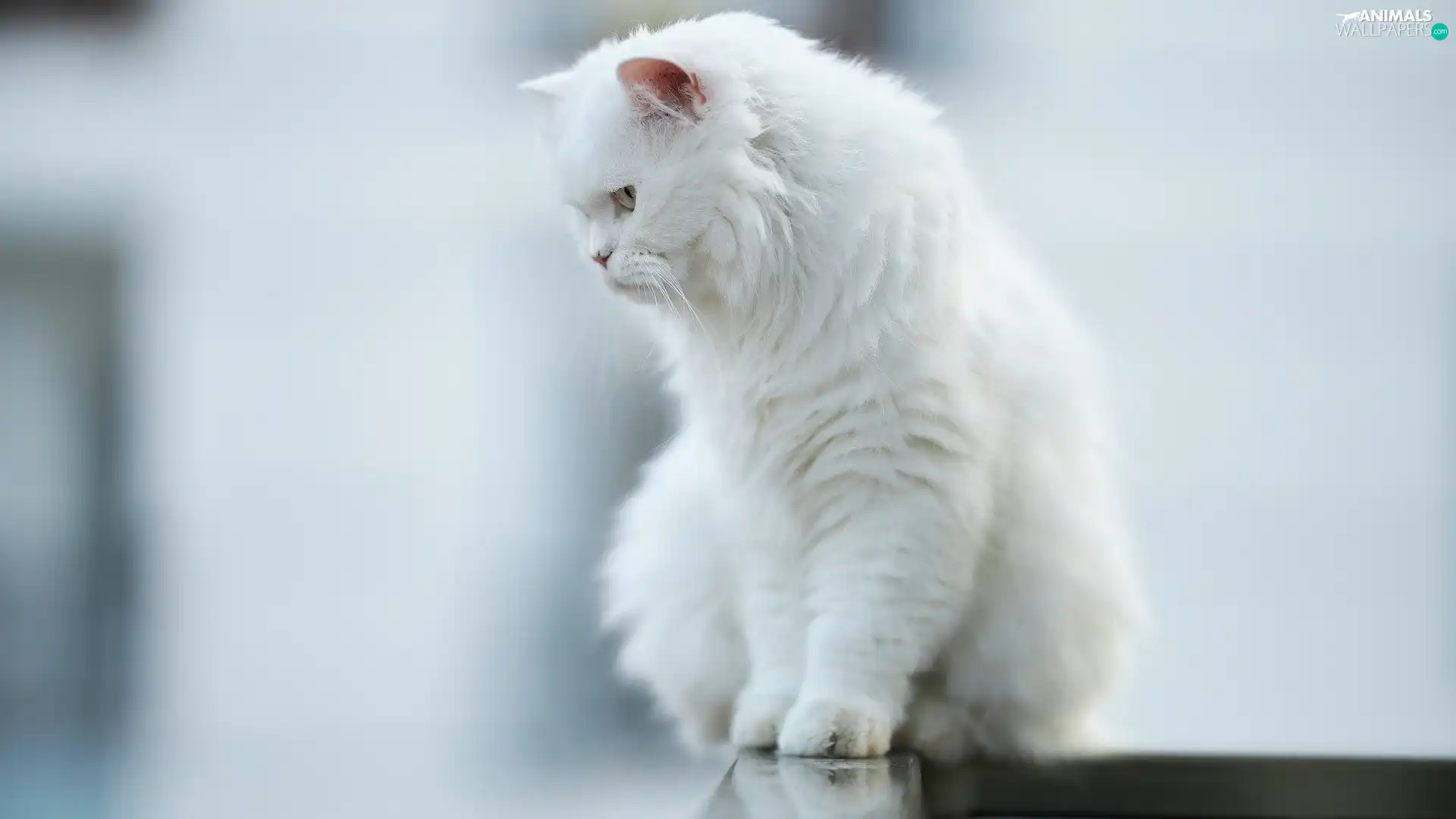 White, Persian Cat