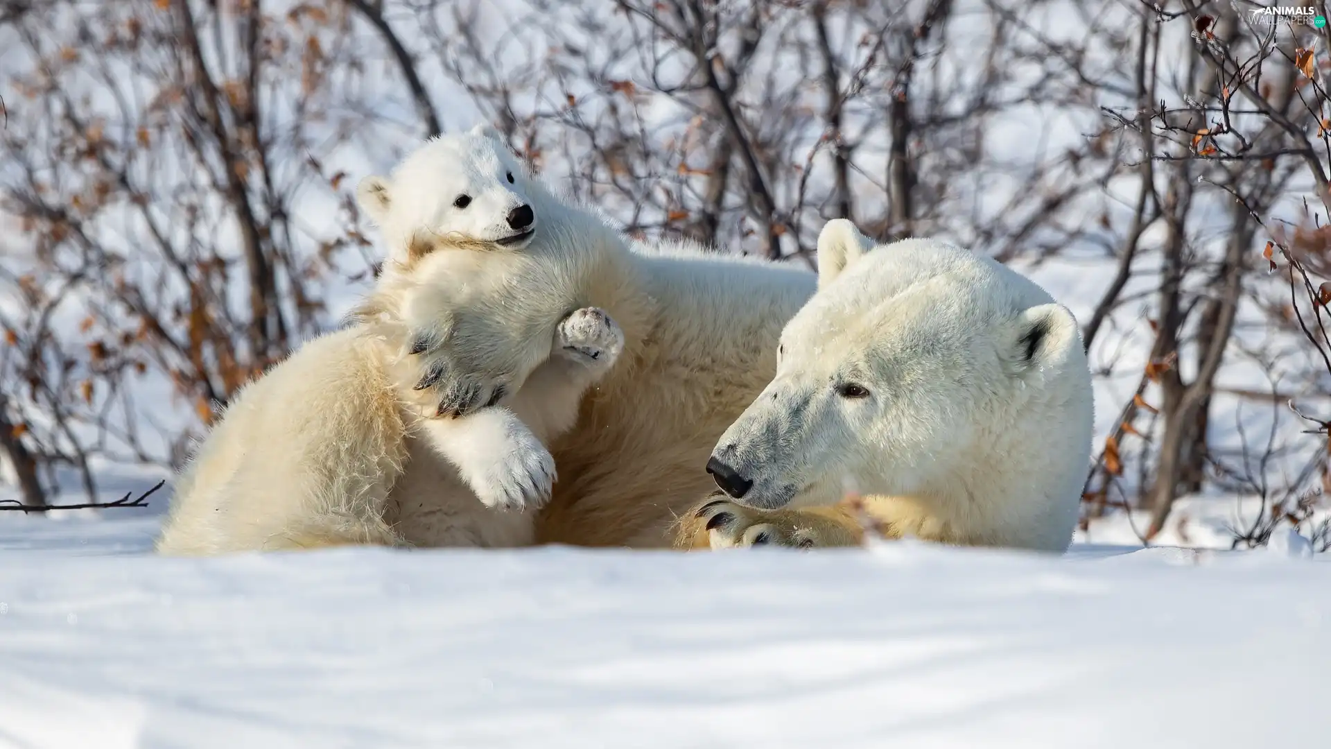 winter, Polar Bears