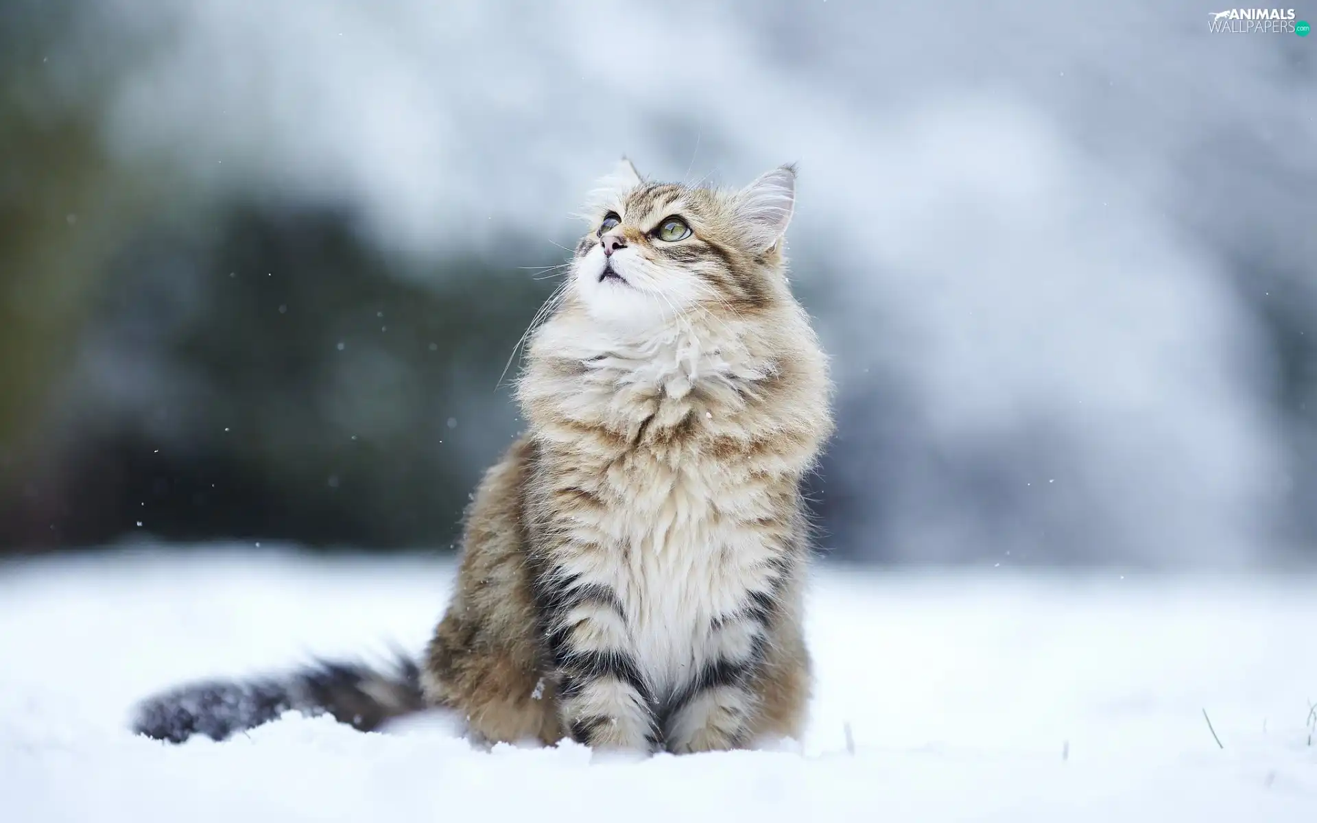 kitten, snow, winter, surprise