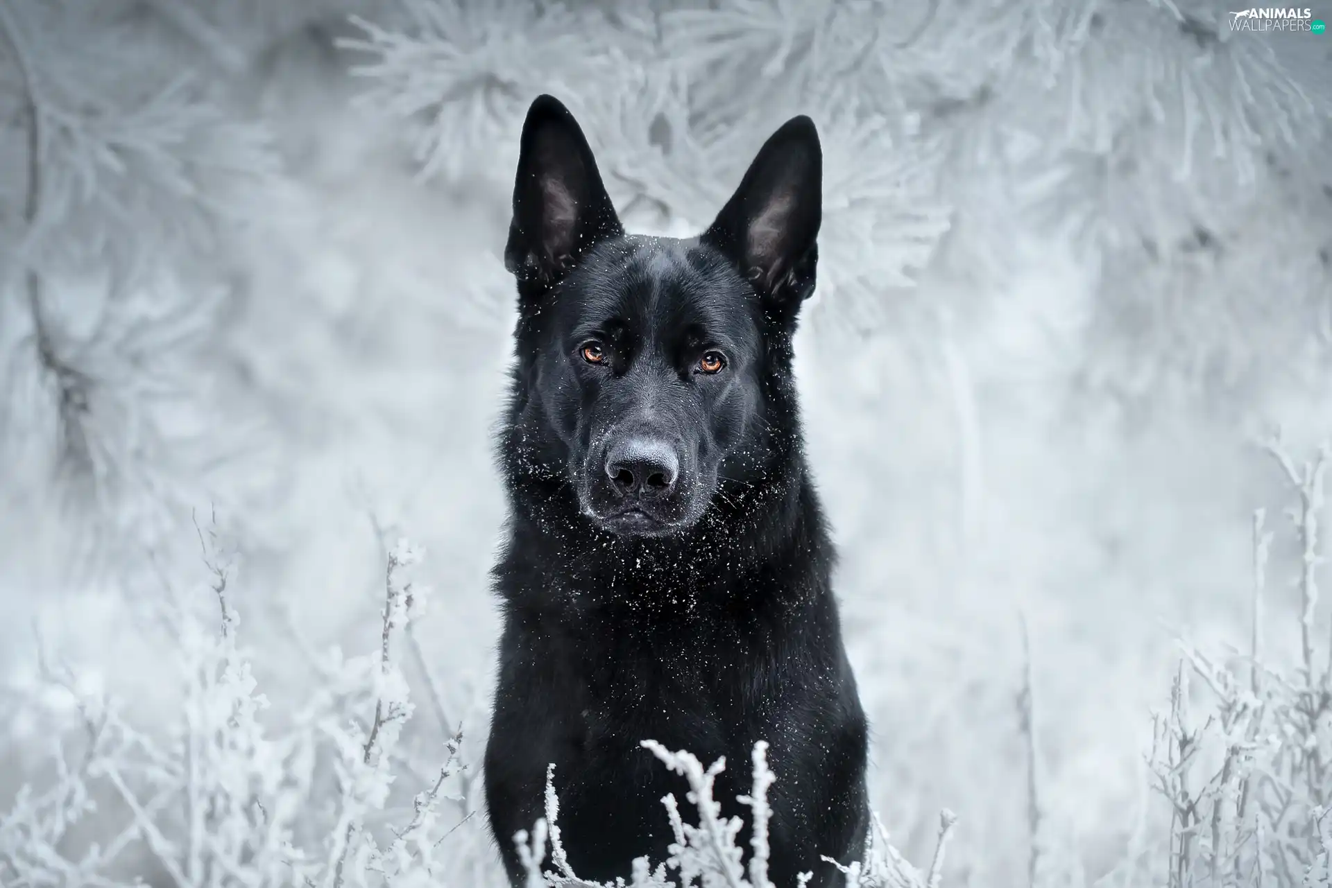 dog, winter, snow, German Shepherd