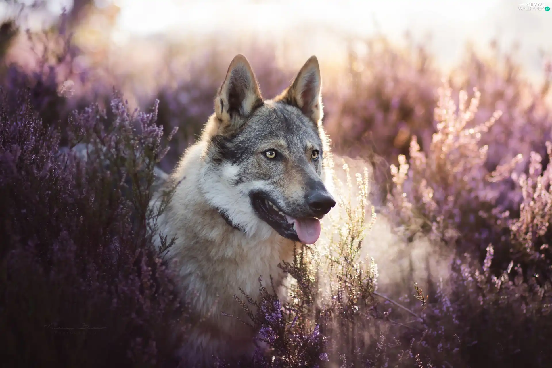heath, dog, Czechoslovakian Wolfdog