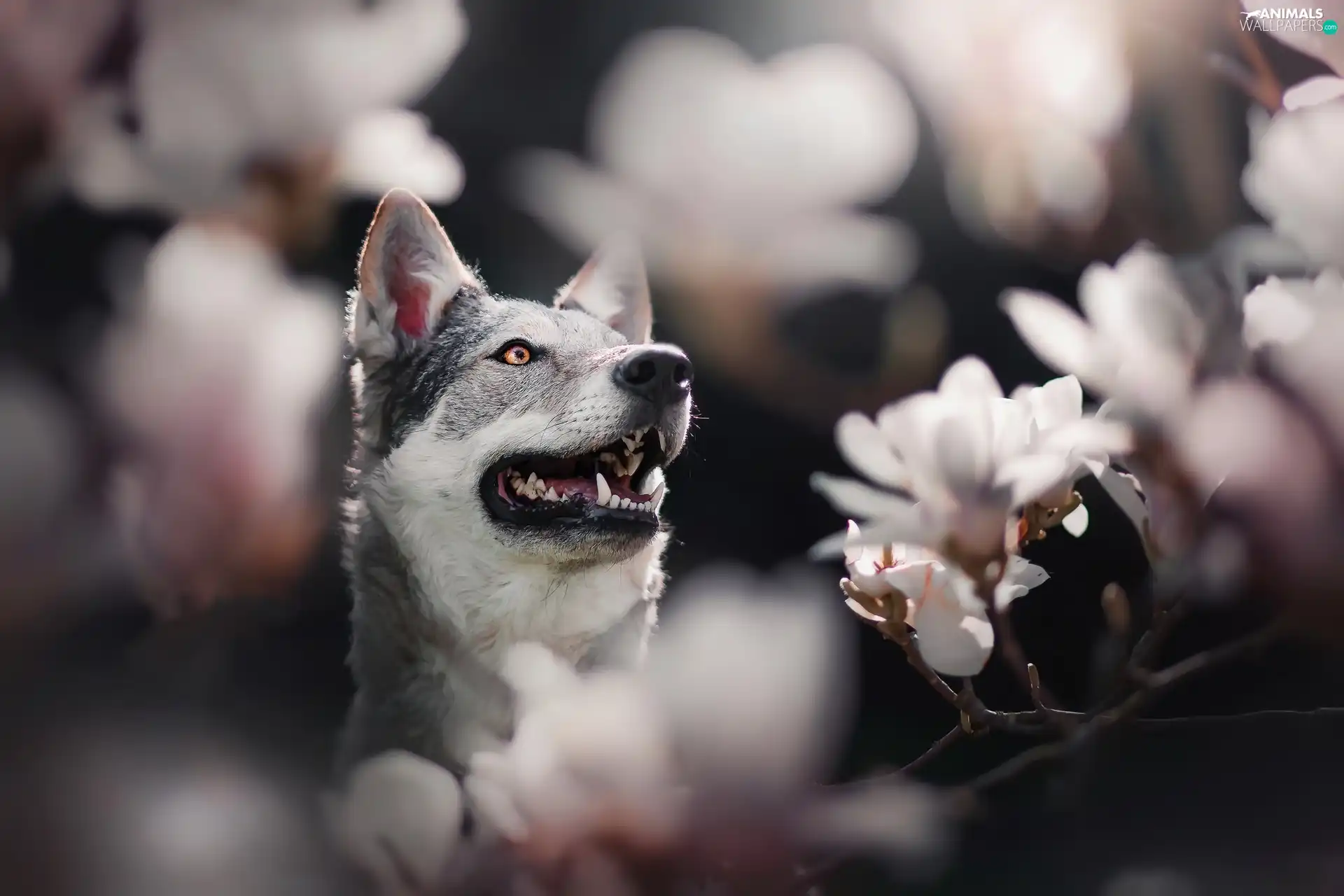 Magnolias, dog, Czechoslovakian Wolfdog