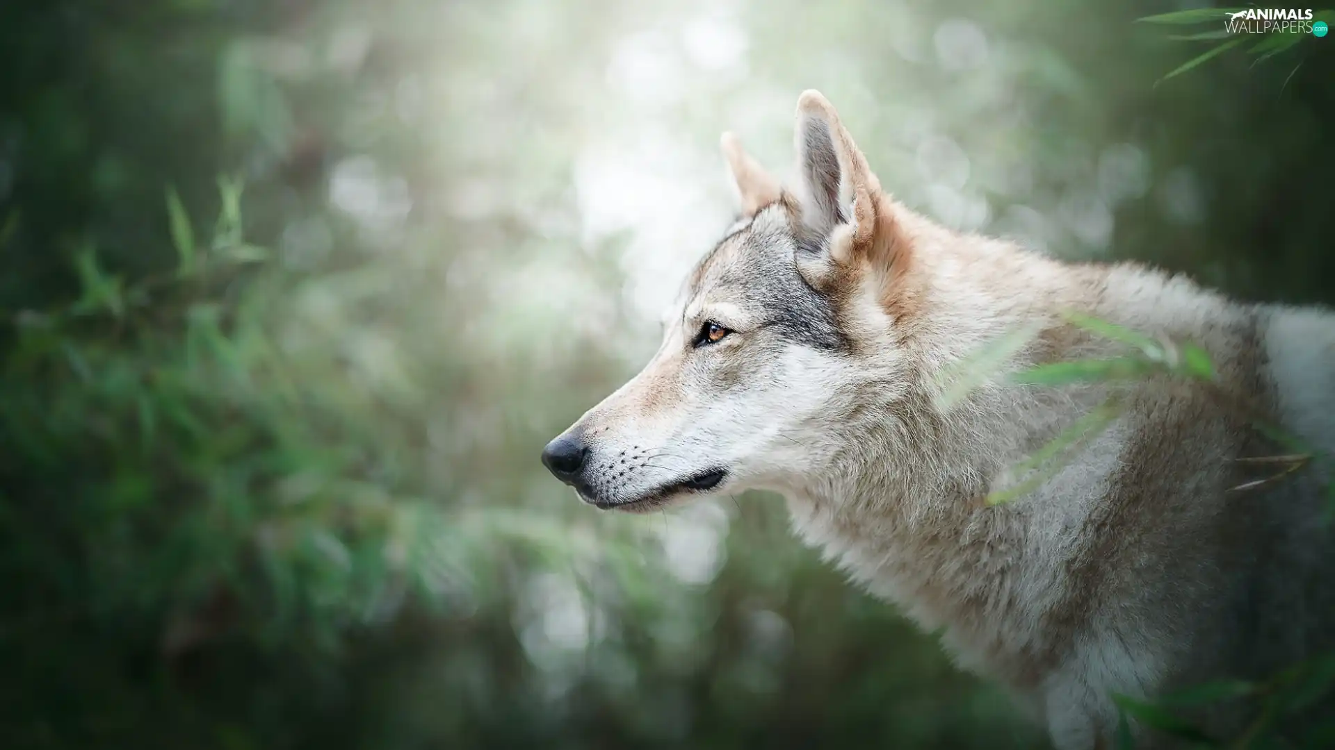 profile, dog, Czechoslovakian Wolfdog