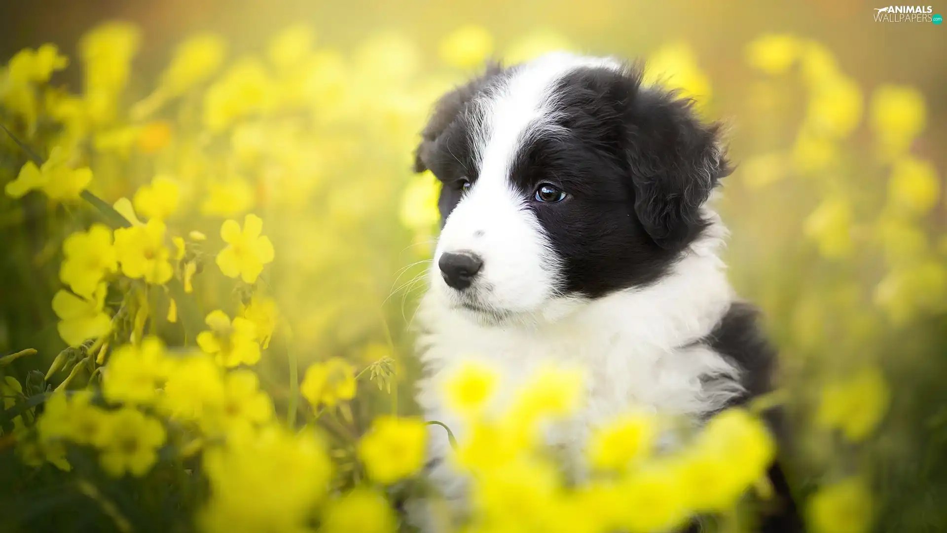 Yellow, Flowers, Border Collie, Meadow, Puppy