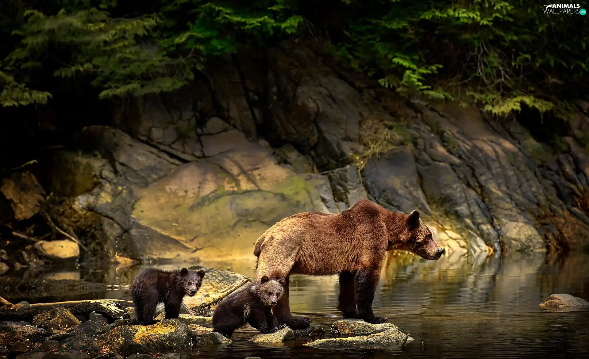 rocks, water, she-bear, young, Brown bear