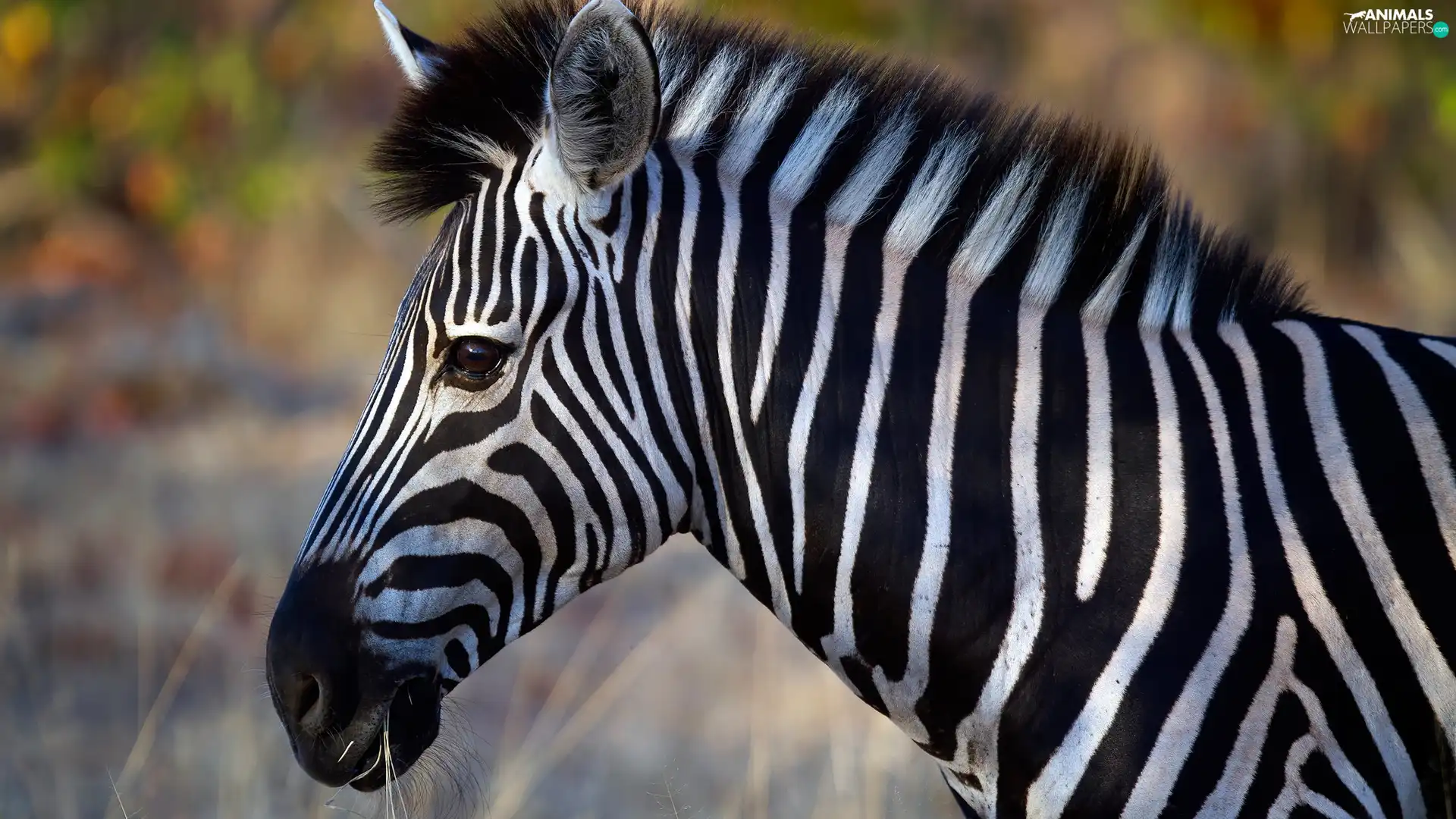 Zebra, profile