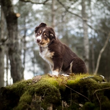 Australian Shepherd, The look, Bokeh, forest, Moss, Puppy, dog, scarp