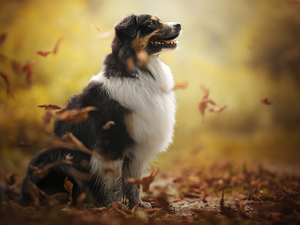Leaf, dog, Australian Shepherd