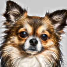 muzzle, dog, Grey, background, Fractalius, Chihuahua