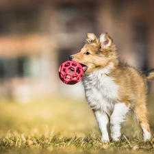 the ball, grass, Puppy, shetland Sheepdog, dog