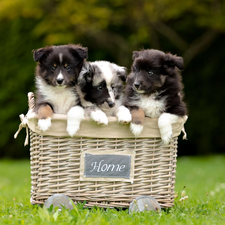Three, Shetland Sheepdogs, basket, puppies