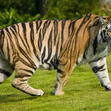 tiger, Belts