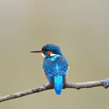 color, kingfisher, twig, Bird
