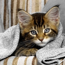 Blanket, cat, cover