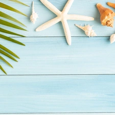 starfish, boarding, Palms, Shells, Leaf