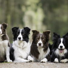 four, Border Collie, lane, Dogs