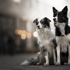 fuzzy, background, Dogs, Border Collie, Two cars