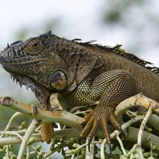 branch, reptile, Iguana