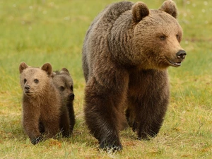 Brown Bears, Family
