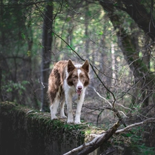 Brown and white, dog, viewes, ledge, trees, Border Collie