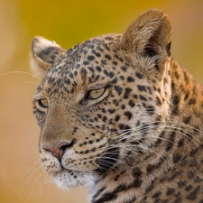 Head, Leopards, Tiger-cat