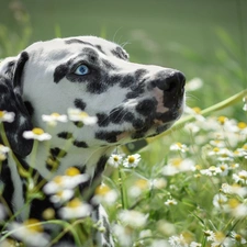 chamomile, dog, Dalmatian