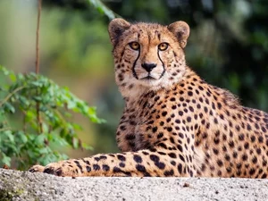 The look, lying, Cheetah