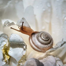 snail, Close, Flowers, drops, White