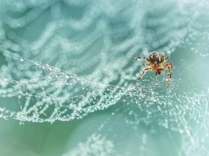 Spider, Web, Close, Garden Spider
